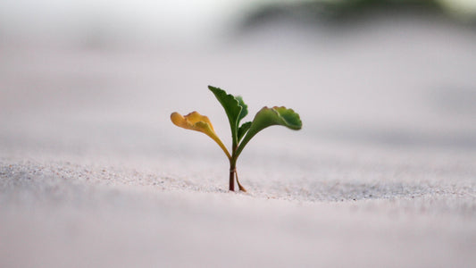 The Start to a Sustainable Business | A Seed Without Waters Holds a Plan for Life