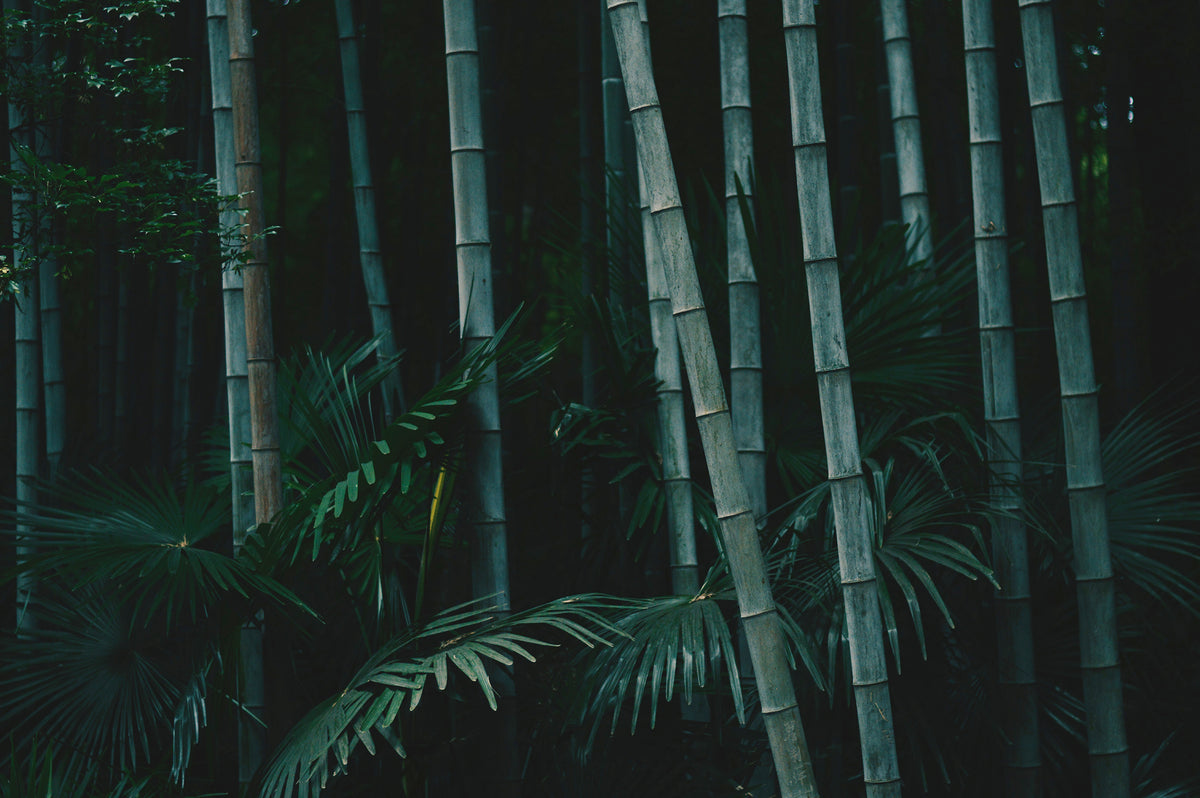 Bamboo forest
