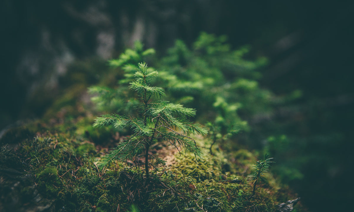 Young tree sapling growing in a forest